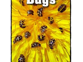 RAZ绘本分级阅读AA级 Lesson 2 Counting Bugs